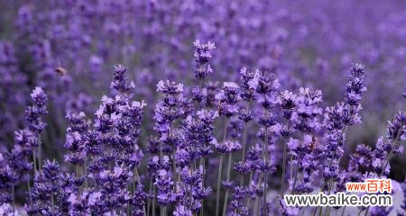 揭秘薰衣草的秘密花语 薰衣草的花语与意义