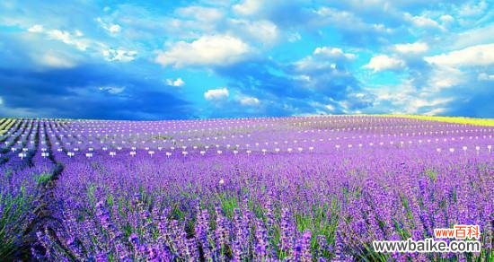 探寻薰衣草的浪漫魅力 薰衣草