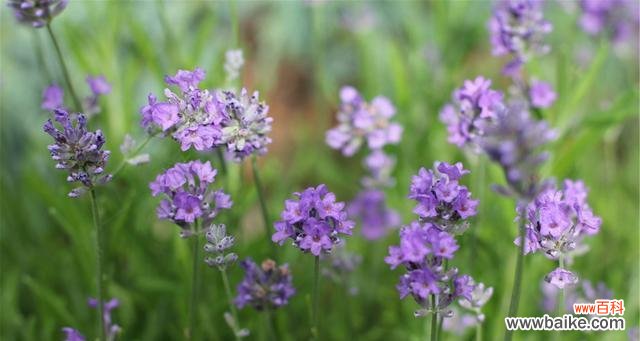 探寻薰衣草的浪漫魅力 薰衣草