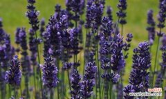 传递宁静与平和的芳香之花 薰衣草的寓意与意义