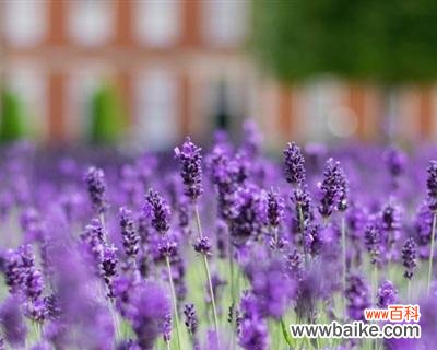 薰衣草之恒久远 薰衣草的寓意及其美丽传说