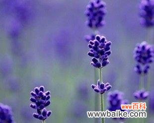 薰衣草之恒久远 薰衣草的寓意及其美丽传说