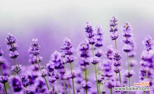 探寻薰衣草的花语和象征意义 薰衣草花语大全及寓意