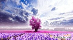 探寻薰衣草的花语意义及其神秘传说 薰衣草之美