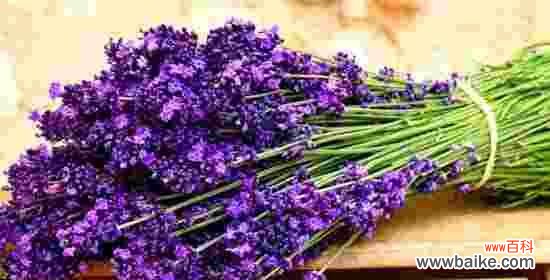 探寻紫色薰衣草花语的深层含义 紫色薰衣草花语