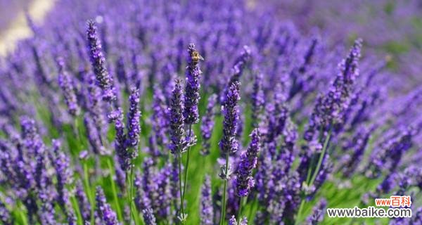 探寻紫色薰衣草的深层含义 紫色薰衣草的花语与意义