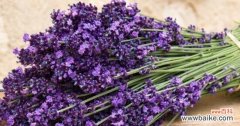 探寻薰衣草的浪漫花语 薰衣草之美