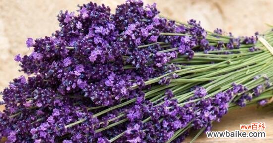探寻薰衣草的浪漫花语 薰衣草之美