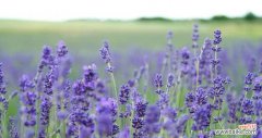 薰衣草之魅力 薰衣草的象征意义与传承