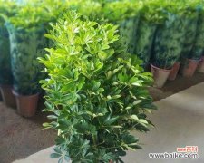 探寻鸭脚木背后的深层寓意 鸭脚木寓意及其象征意义