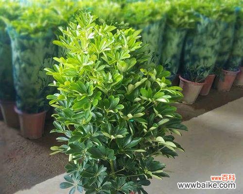 探寻鸭脚木背后的深层寓意 鸭脚木寓意及其象征意义