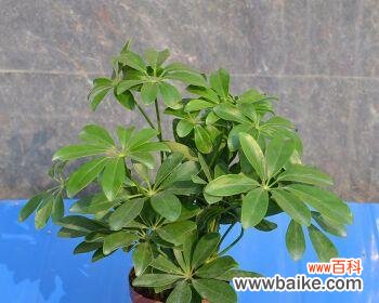 探寻鸭脚木背后的深层寓意 鸭脚木寓意及其象征意义