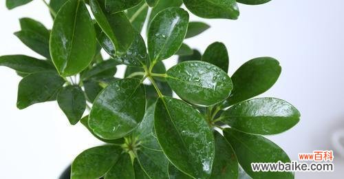 探寻鸭脚木背后的深层寓意 鸭脚木寓意及其象征意义