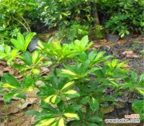 鸭脚木 以鸭脚木为寓意的养护之道