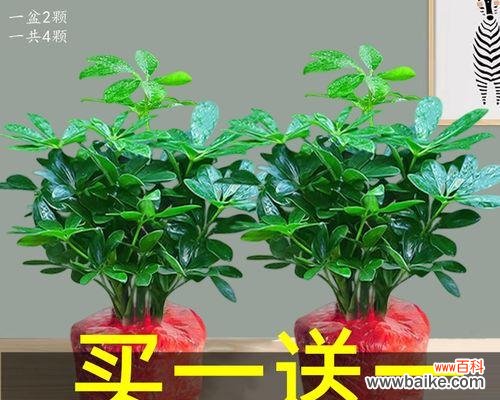 揭开鸭掌木之谜 鸭掌木的寓意和象征——人生的转折点