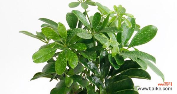 揭开鸭掌木之谜 鸭掌木的寓意和象征——人生的转折点