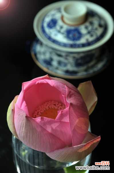 荷花不开花是什么原因