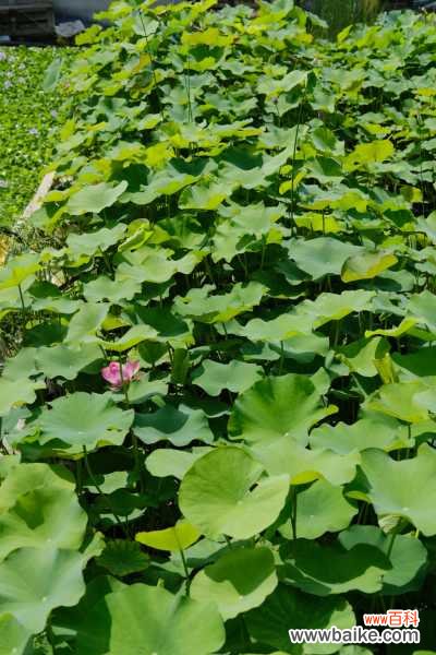 荷花不开花是什么原因