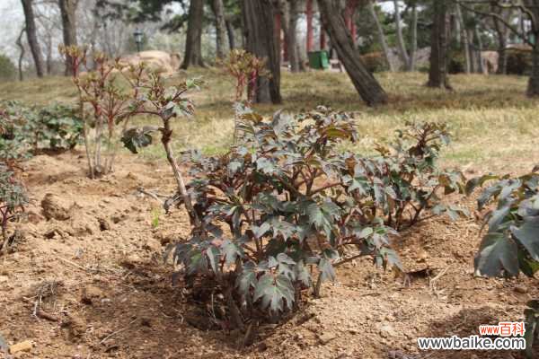 家里牡丹为什么不开花