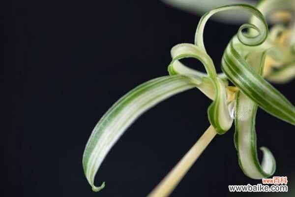 吊兰叶子尖发黑怎么办