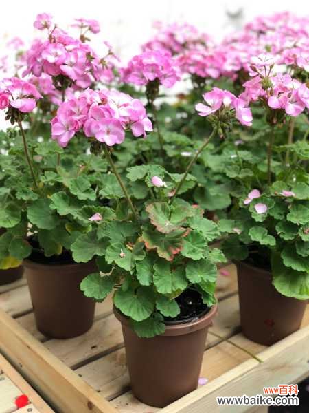 天竺葵怎么不开花