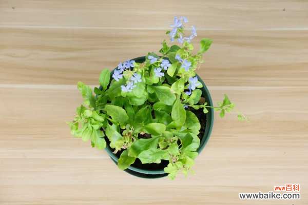 蓝雪花叶子焉了怎么办