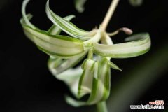 吊兰叶子发软怎么补救