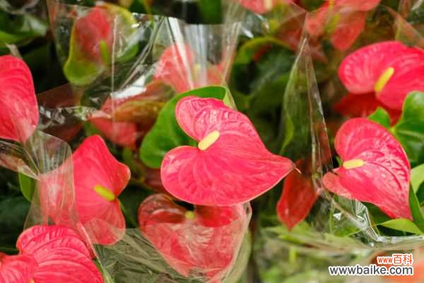 红掌花叶子烂了怎么办