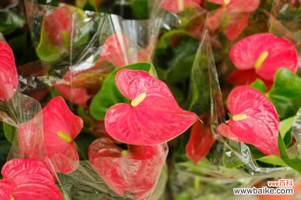 红掌花叶子烂了怎么办