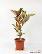 橡皮树掉叶子怎么回事