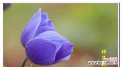 不同颜色银莲花花语是什么？各颜色银莲花代表什么含义？