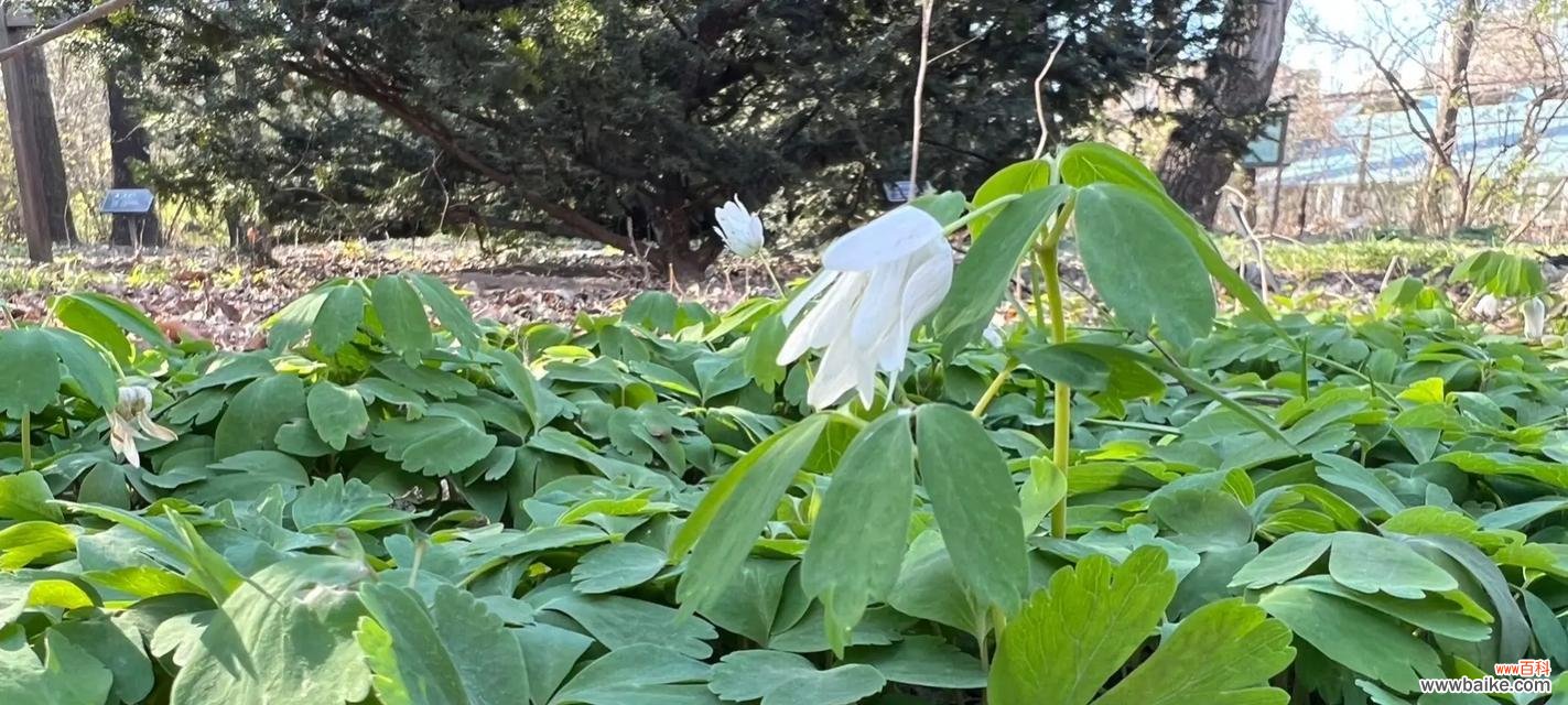 不同颜色银莲花花语是什么？各颜色银莲花代表什么含义？