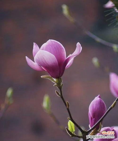 不同颜色玉兰花的花语是什么?如何根据颜色选择玉兰花?