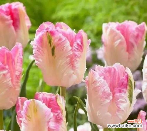 不同颜色郁金香代表什么花语?如何选择合适的郁金香颜色?