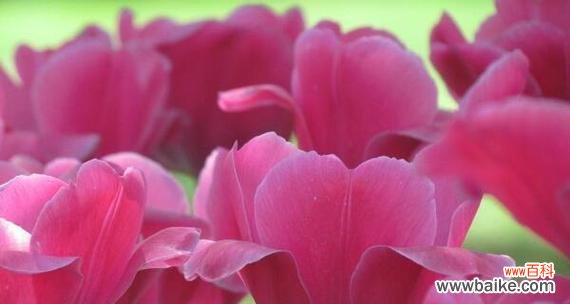 不同颜色郁金香代表什么花语?如何选择合适的郁金香颜色?