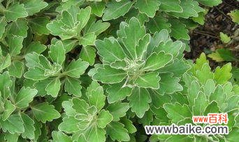 草本植物是什么意思?草本植物有哪些种类?