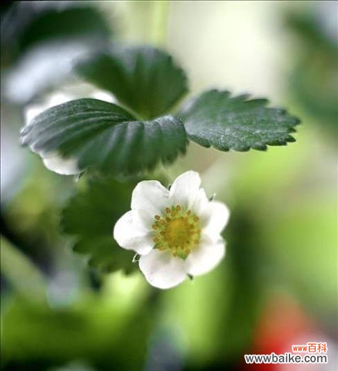 草莓花代表什么意思?如何解读草莓花的花语?