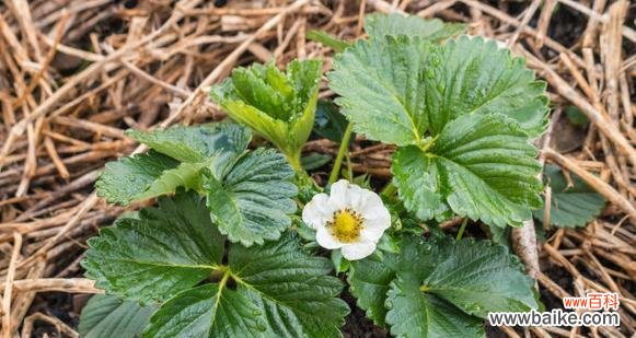 草莓花代表什么意思?如何解读草莓花的花语?