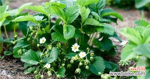 草莓花代表什么意思?如何解读草莓花的花语?