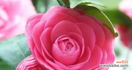 茶花的花语是什么？茶花寓意着什么含义？