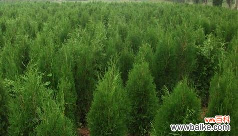 侧柏开花的花语和寓意是什么？