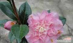 茶花的象征意义是什么？代表着什么含义？