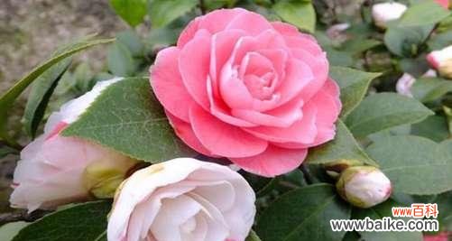 茶花的寓意和象征风水是什么？如何在家居风水中应用？