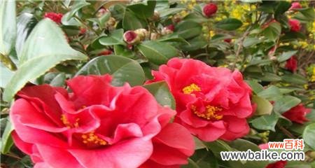 茶花的寓意和象征风水是什么？如何在家居风水中应用？