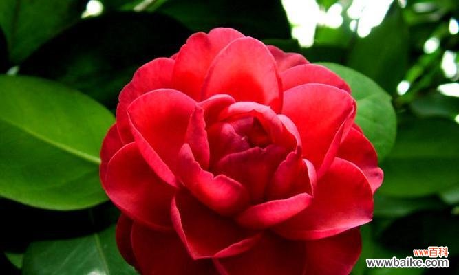 茶花的寓意和象征风水是什么？如何在家居风水中应用？