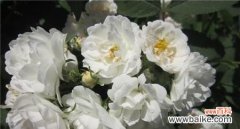 茶蘼的花语是什么含义？如何理解茶蘼的象征意义？