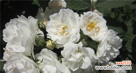 茶蘼的花语是什么含义？如何理解茶蘼的象征意义？