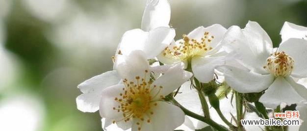 茶蘼的花语是什么含义？如何理解茶蘼的象征意义？