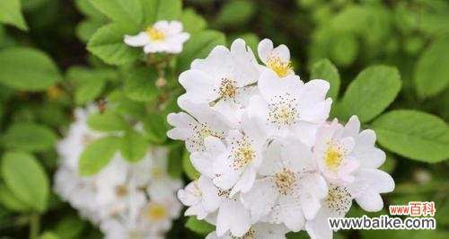 茶蘼的花语是什么含义？如何理解茶蘼的象征意义？