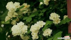 茶蘼花的寓意和象征是什么？如何正确理解茶蘼花的象征意义？